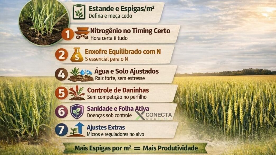 Trigo no perfilhamento: 7 decisões que definem quantos colmos viram espiga