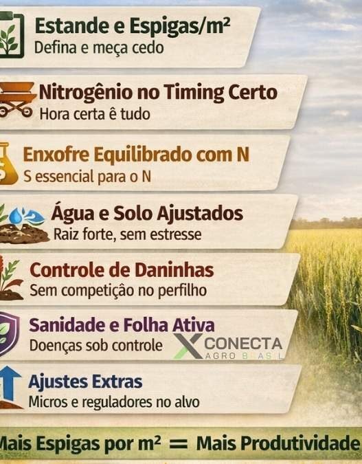 Trigo no perfilhamento: 7 decisões que definem quantos colmos viram espiga