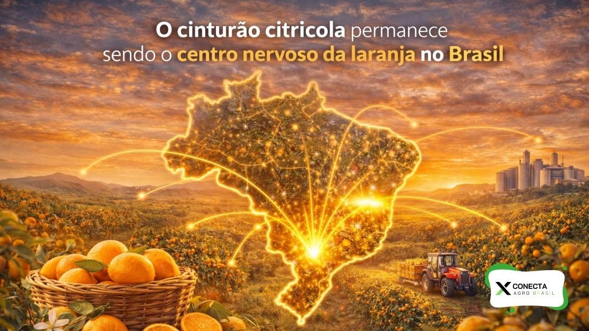 O cinturão citrícola continua sendo o centro nervoso da laranja no Brasil
