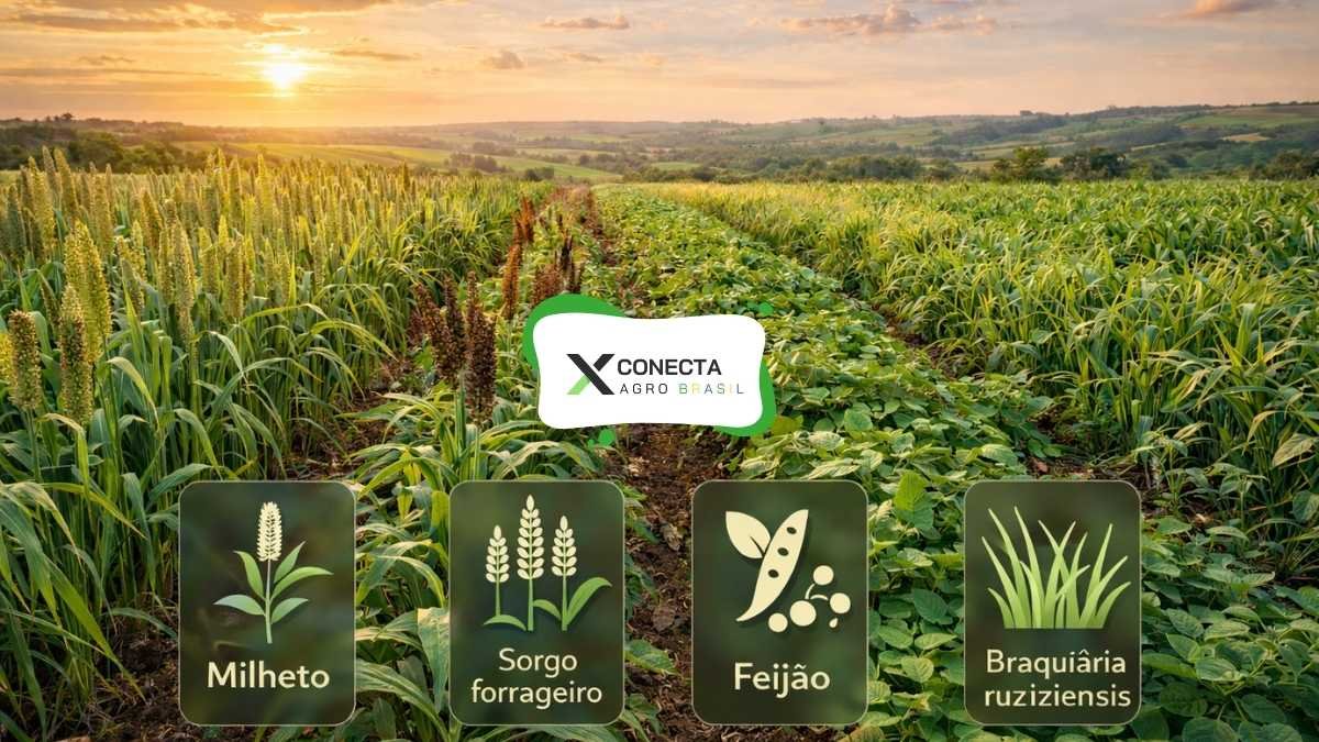 E nas regiões mais quentes, o que ainda faz sentido agora?