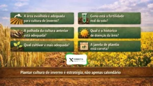 Antes de plantar trigo, canola ou aveia, responda estas perguntas técnicas