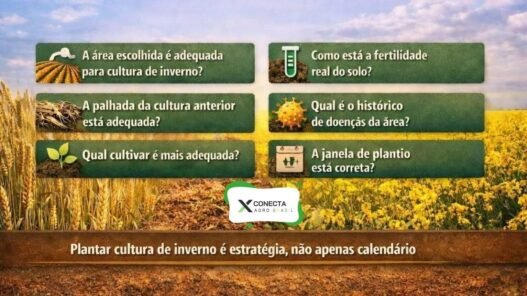 Antes de plantar trigo, canola ou aveia, responda estas perguntas técnicas