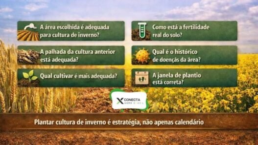 Antes de plantar trigo, canola ou aveia, responda estas perguntas técnicas