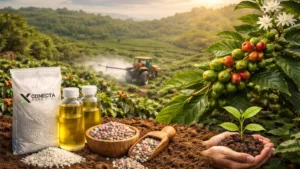 Fertilizantes para café: quais elevam vigor e uniformidade