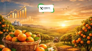 Conheça os Maiores Produtores de Laranja do Brasil