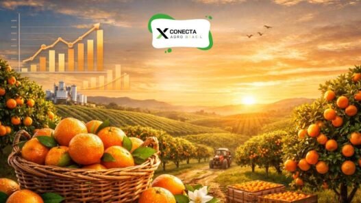Conheça os Maiores Produtores de Laranja do Brasil