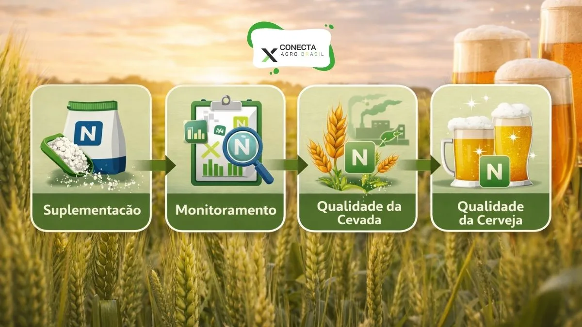 Nitrogênio: o manejo que define qualidade cervejeira