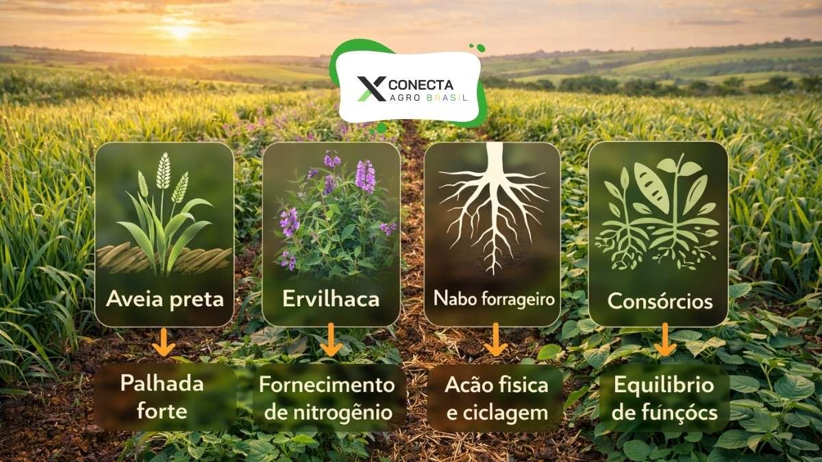 O que começa a fazer mais sentido agora, em resumo