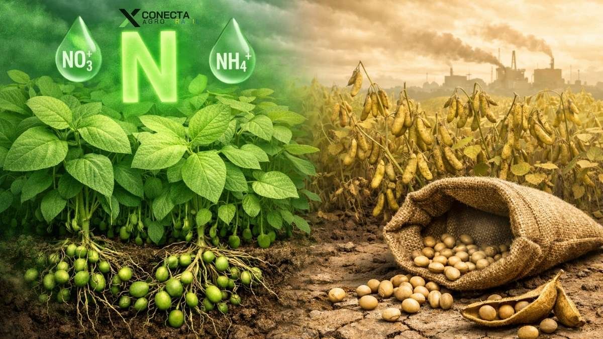 Soja: “verde demais” e menos grão.