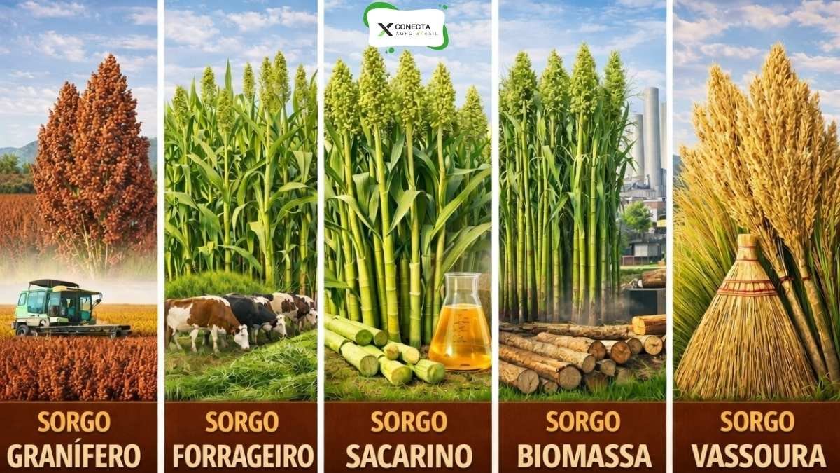 Tipos de sorgo