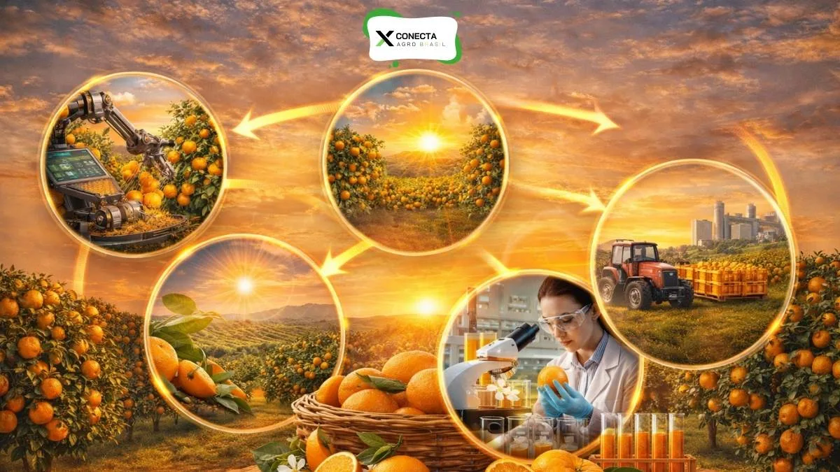 Por que os maiores produtores conseguem sustentar a liderança