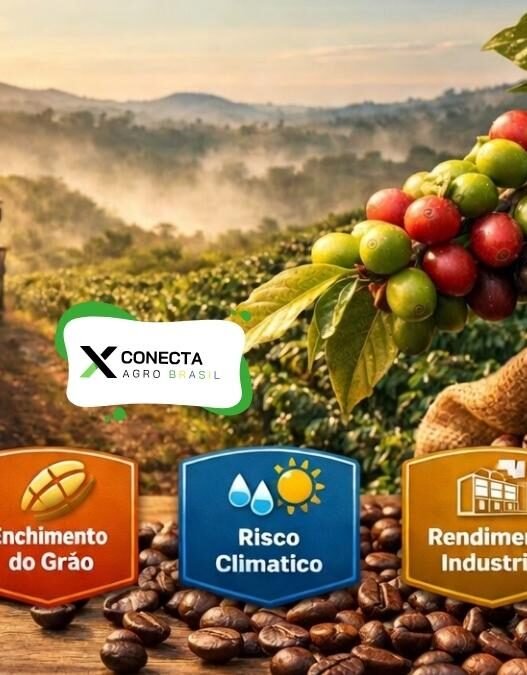 Café 2026: o que abril mostra e maio confirma sobre qualidade e rendimento