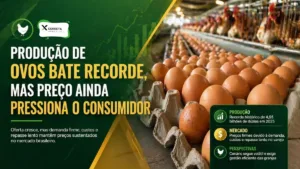 Produção de ovos bate recorde, mas preço ainda pressiona o consumidor