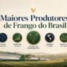Maiores Produtores de Frango do Brasil