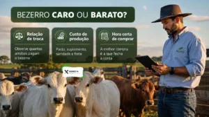 Bezerro Caro ou Barato? Saiba a Hora Certa de Comprar