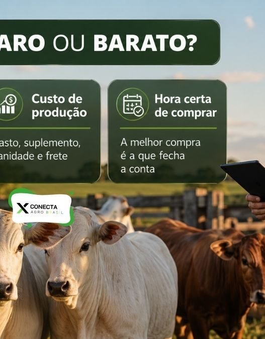 Bezerro Caro ou Barato? Saiba a Hora Certa de Comprar