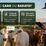 Bezerro Caro ou Barato? Saiba a Hora Certa de Comprar