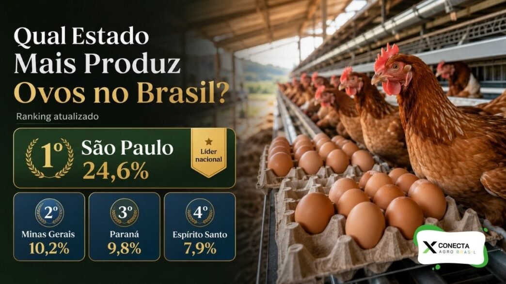 Qual Estado Mais Produz Ovos no Brasil?