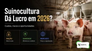 Suinocultura dá lucro em 2026?