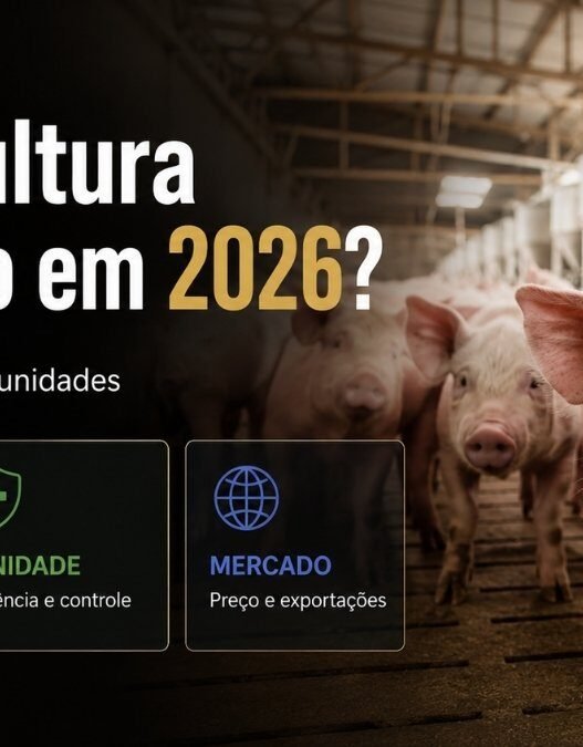 Suinocultura dá lucro em 2026?