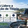 Paraná Lidera Produção de Tilápia