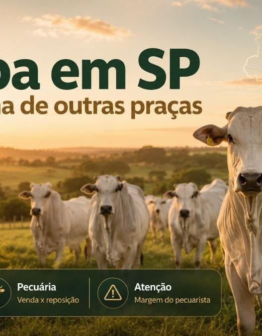 Arroba do Boi em São Paulo Perde Distância para Outros Estados e Muda a Conta do Pecuarista