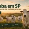 Arroba do Boi em São Paulo Perde Distância para Outros Estados e Muda a Conta do Pecuarista