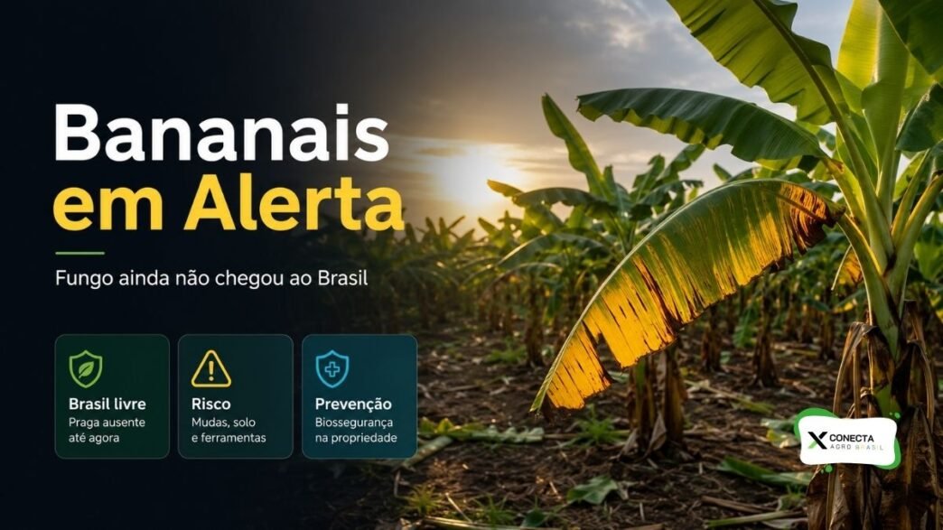 O Fungo que Ameaça Bananais Ainda Não Chegou ao Brasil