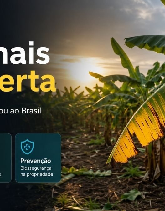 O Fungo que Ameaça Bananais Ainda Não Chegou ao Brasil