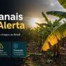 O Fungo que Ameaça Bananais Ainda Não Chegou ao Brasil
