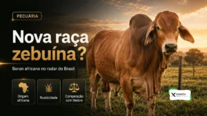 Brasil Pode Ganhar Nova Raça Zebuína Registrada: Conheça o Boran Africano