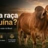 Brasil Pode Ganhar Nova Raça Zebuína Registrada: Conheça o Boran Africano