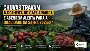 Chuvas travam a colheita do café arábica e acendem alerta para a qualidade da safra 2026/27