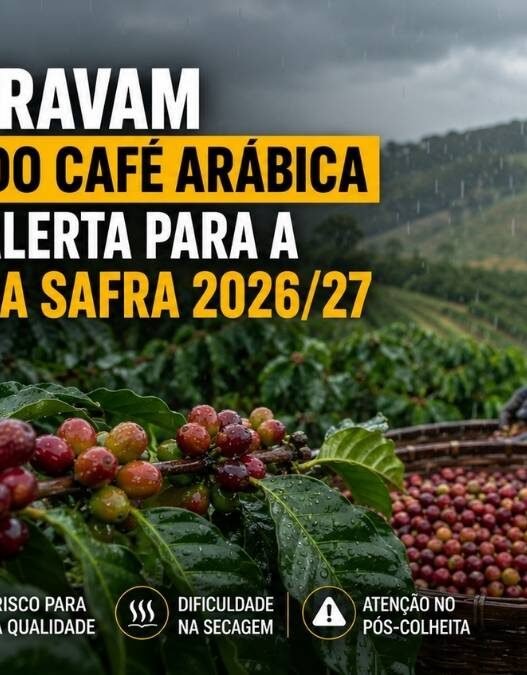 Chuvas travam a colheita do café arábica e acendem alerta para a qualidade da safra 2026/27