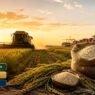 Exportação Recorde de Arroz Faz Preço Reagir no Rio Grande do Sul