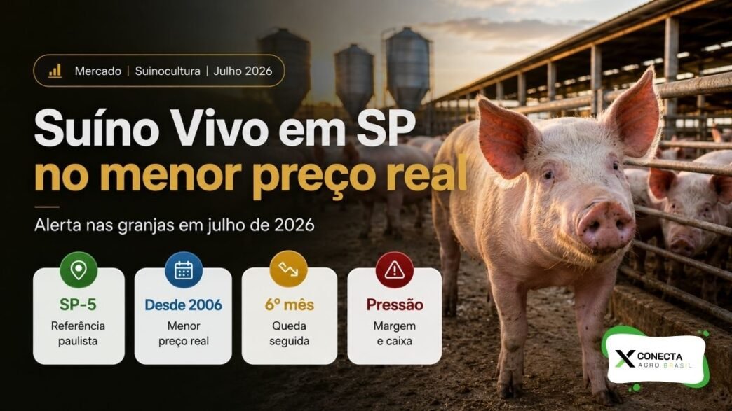 Suíno Vivo em São Paulo Cai ao Menor Preço Real em Quase 20 Anos