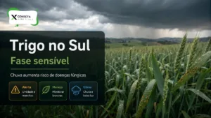 Trigo no Sul Entra em Fase Sensível e Chuva Aumenta Risco de Doenças Fúngicas