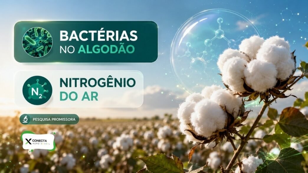 Bactérias que fixam nitrogênio no algodão podem reduzir uso de adubo?