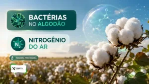 Bactérias que fixam nitrogênio no algodão podem reduzir uso de adubo?