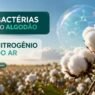 Bactérias que fixam nitrogênio no algodão podem reduzir uso de adubo?