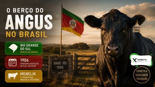 Qual estado é o berço do Angus no Brasil e por que a raça começou justamente ali?