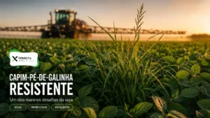Capim-pé-de-galinha resistente a herbicidas: por que virou um dos maiores desafios da soja?