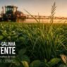 Capim-pé-de-galinha resistente a herbicidas: por que virou um dos maiores desafios da soja?