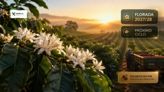 Florada do café para a safra 2027/28: o que pode decidir o próximo ciclo