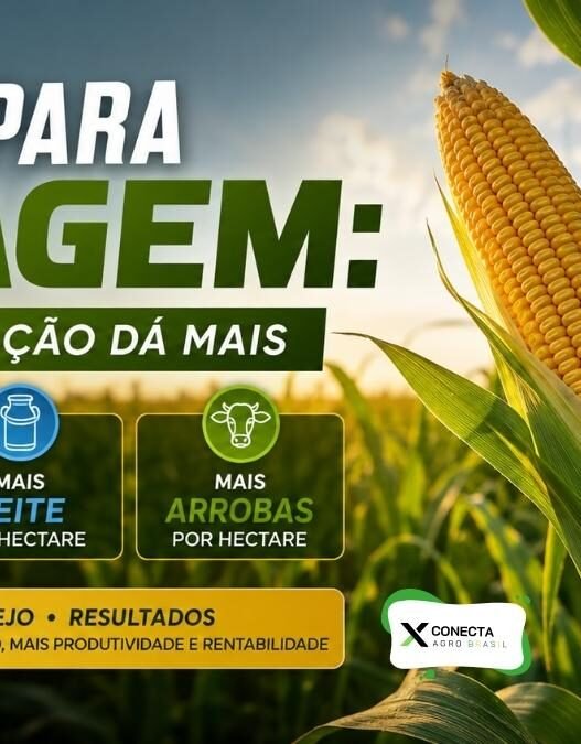 Milho para Silagem: Qual Adubação Dá Mais Toneladas, Mais Leite e Mais Arrobas por Hectare?