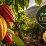 Cacau é coisa da Bahia? Pará lidera a produção brasileira de cacau e muita gente não sabe