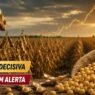 Soja entra em semana decisiva: o que pode acontecer com os preços da soja nos próximos dias