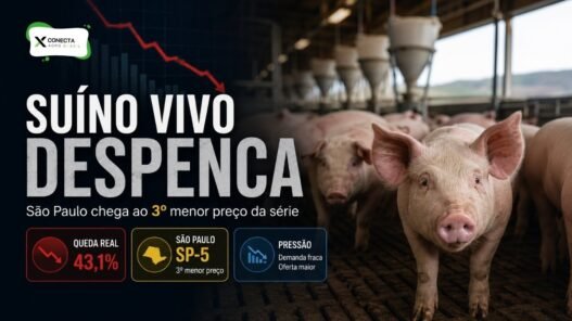 Suíno Vivo Despenca 43% em São Paulo e Chega ao Terceiro Menor Preço da Série