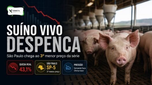 Suíno Vivo Despenca 43% em São Paulo e Chega ao Terceiro Menor Preço da Série