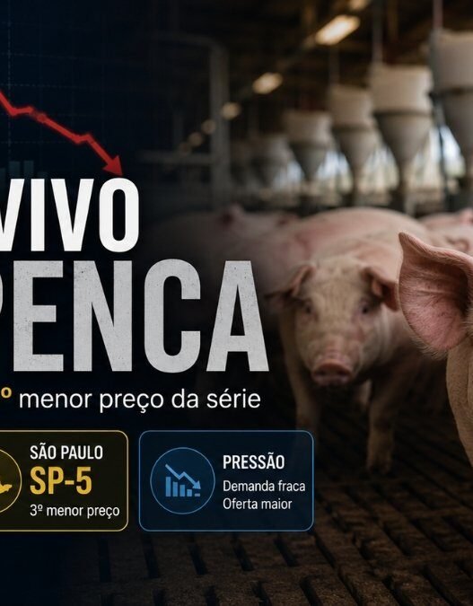Suíno Vivo Despenca 43% em São Paulo e Chega ao Terceiro Menor Preço da Série